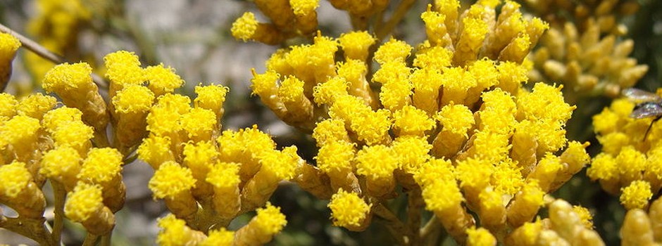 huiles essentielles Tinos